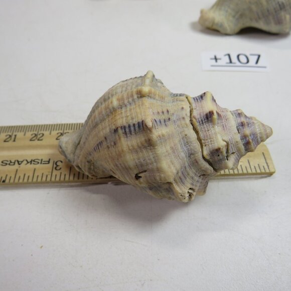 Peach & Navy Colored REAL Sea Shells about 3" long personally gathered - Picture 4 of 5